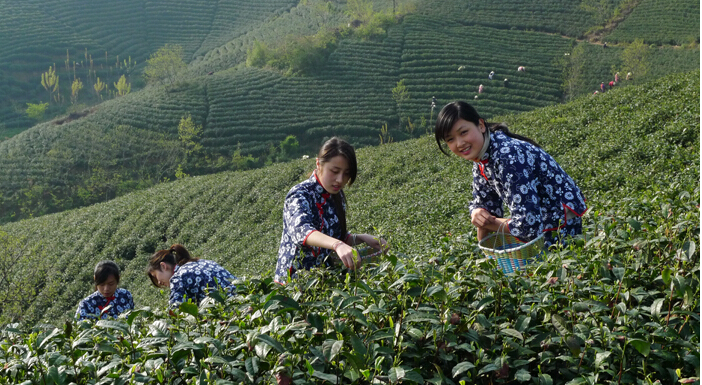 中國首部最美茶文化電影《草木之戀》開機儀式暨新聞發布會在信陽舉行